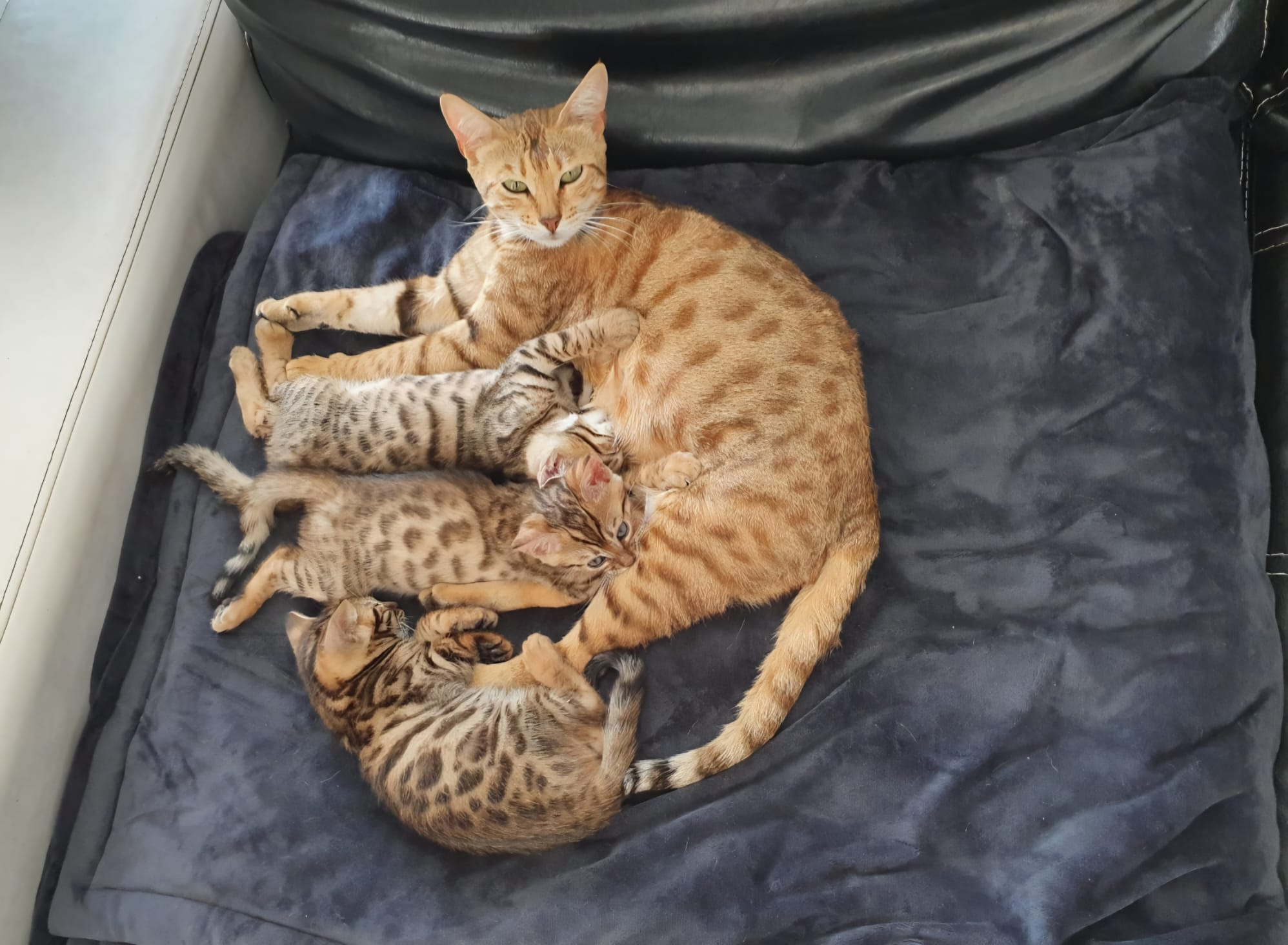 Kiara, première Bengal du Diamant Sauvage