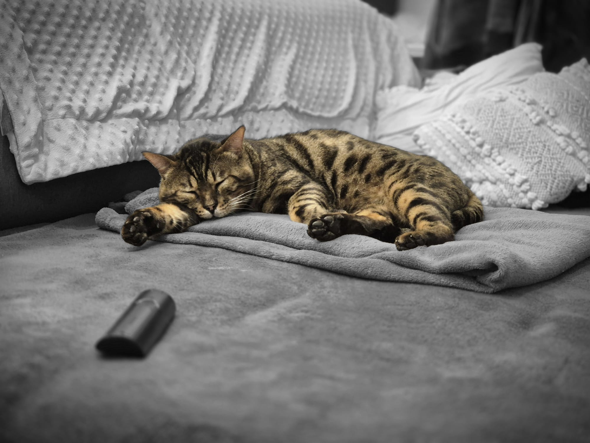 Largo, premier mâle Bengal du Diamant Sauvage