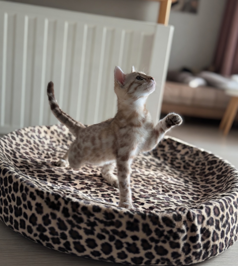 Chaton Bengal dans un espace calme
