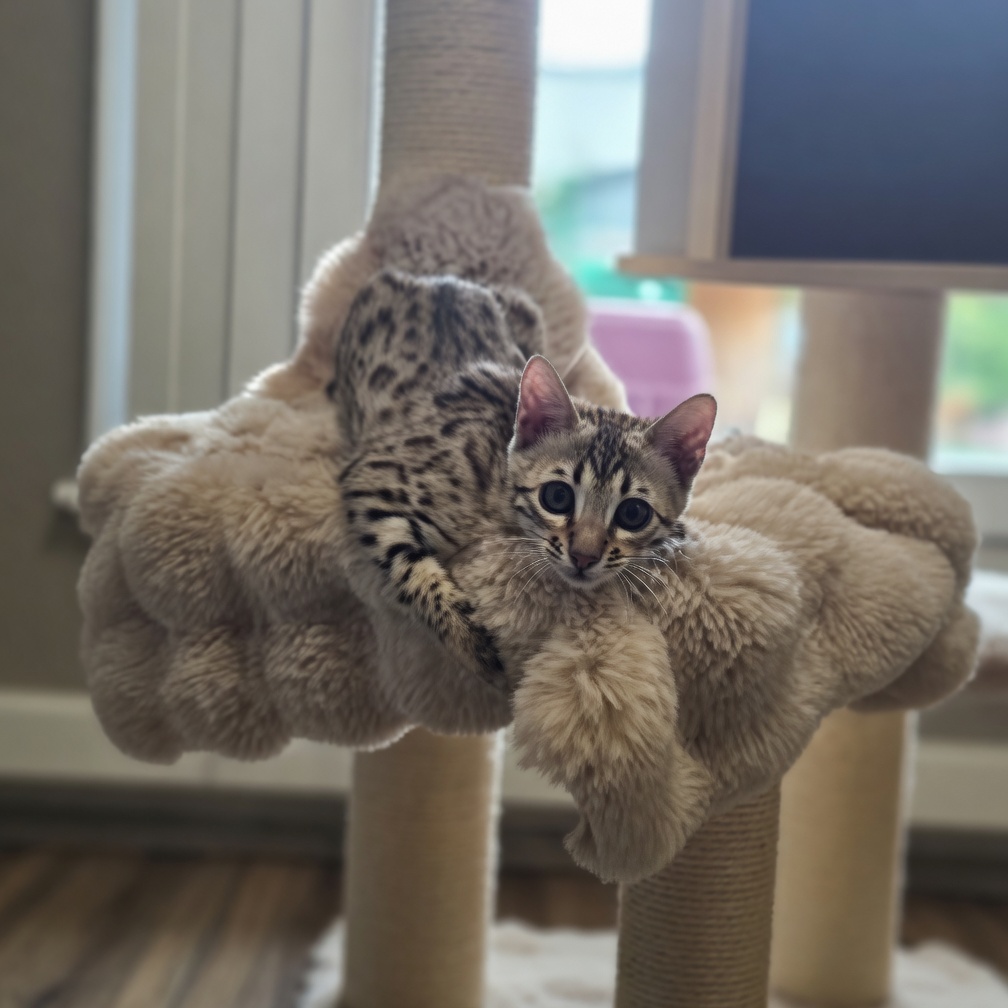 Chaton Bengal
