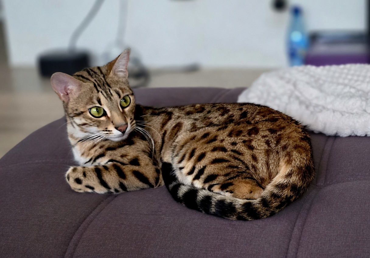 Chaton Bengal prêt à rejoindre sa famille