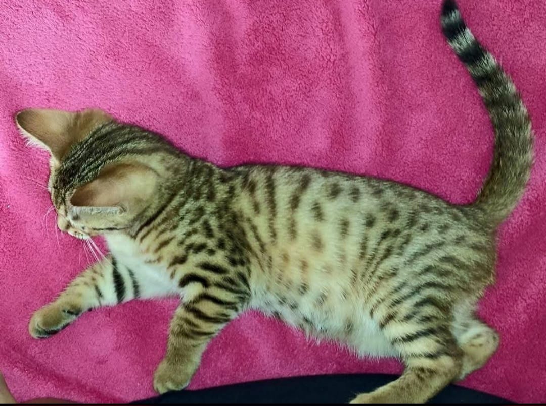Souvenir de Kiara