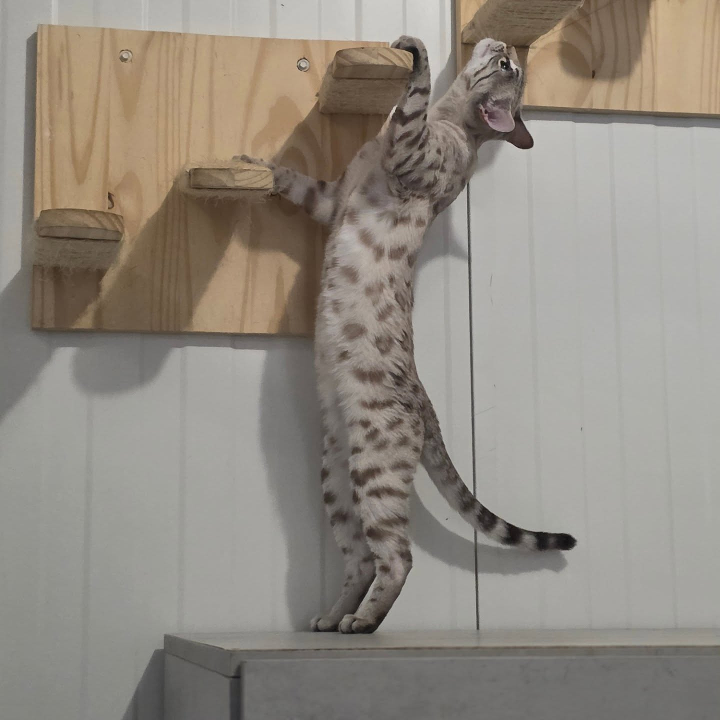 Bengal et alimentation
