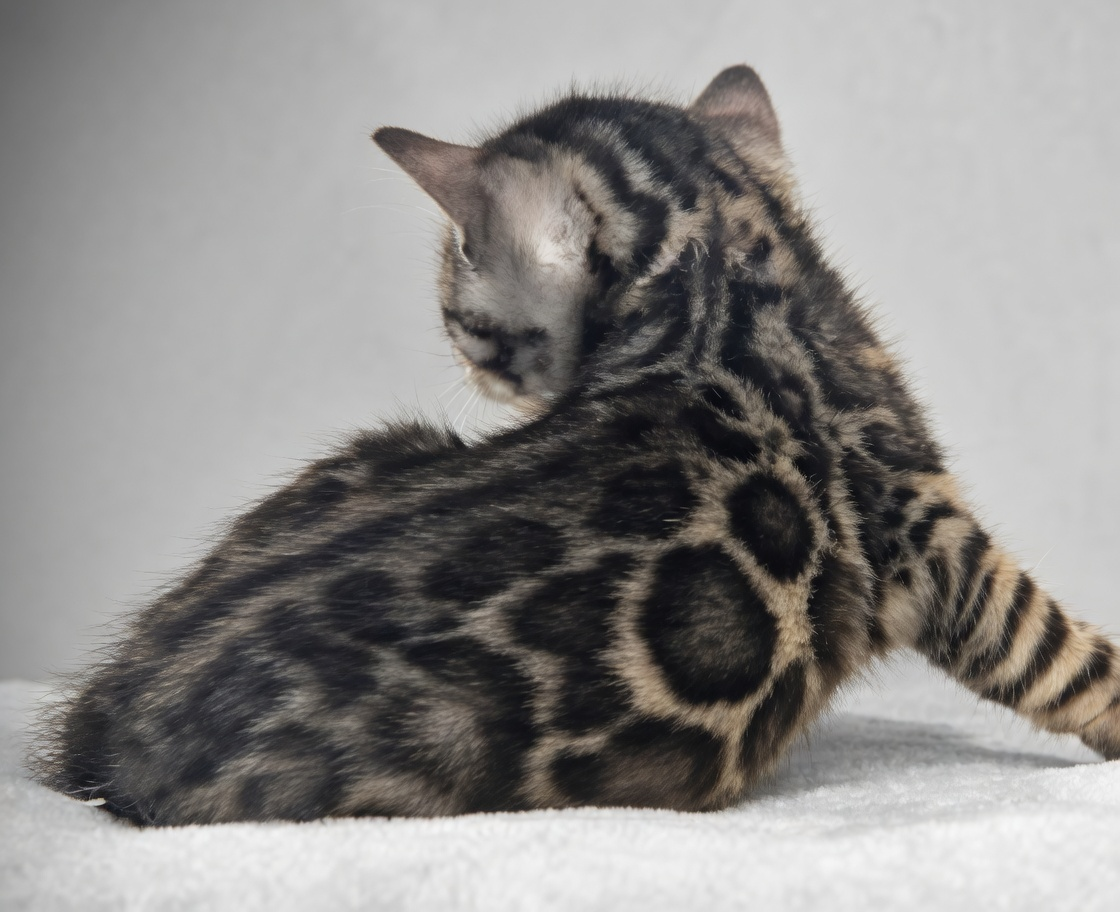 Chaton Bengal avant la période fuzzy