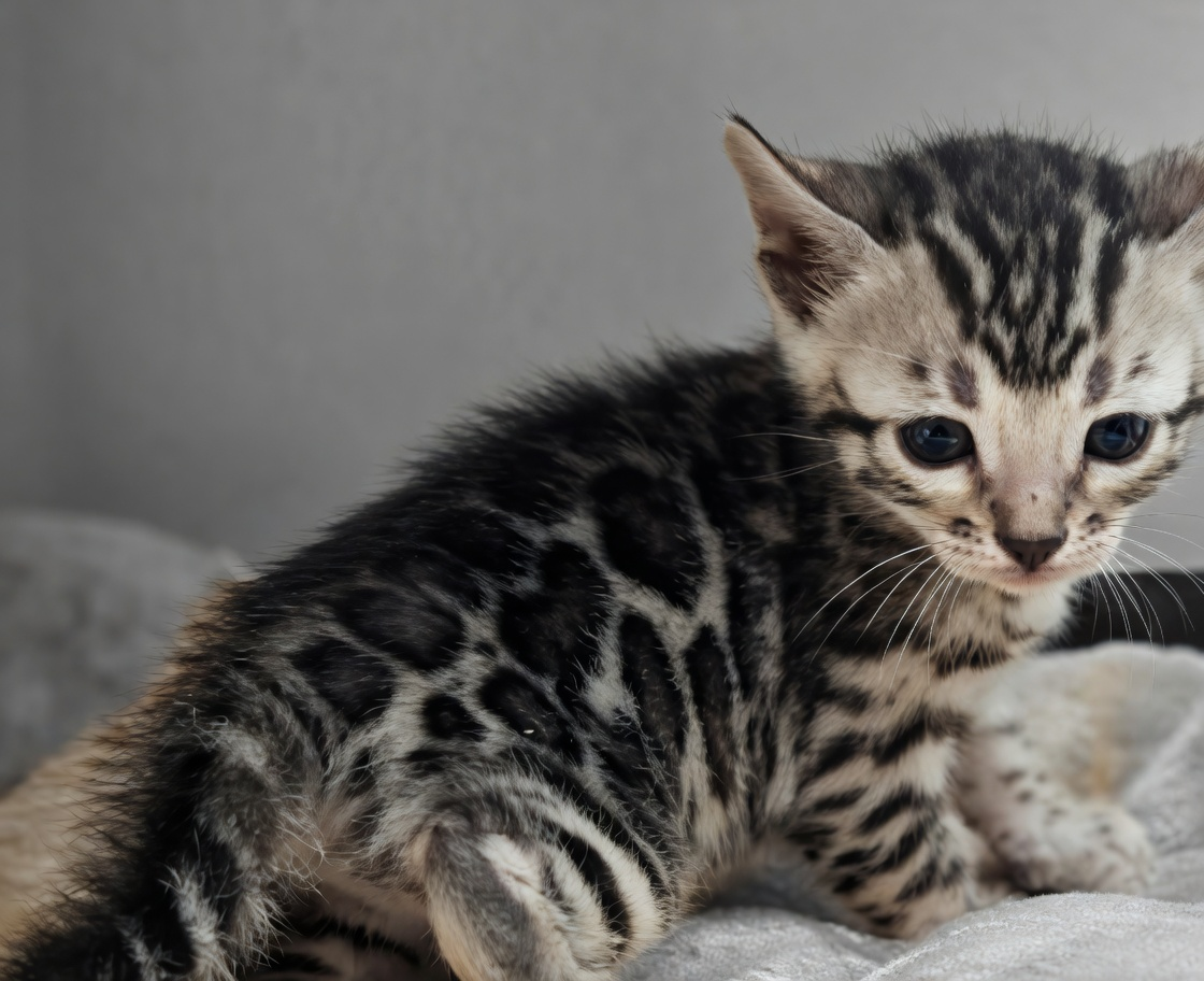 Chaton Bengal pendant la période fuzzy