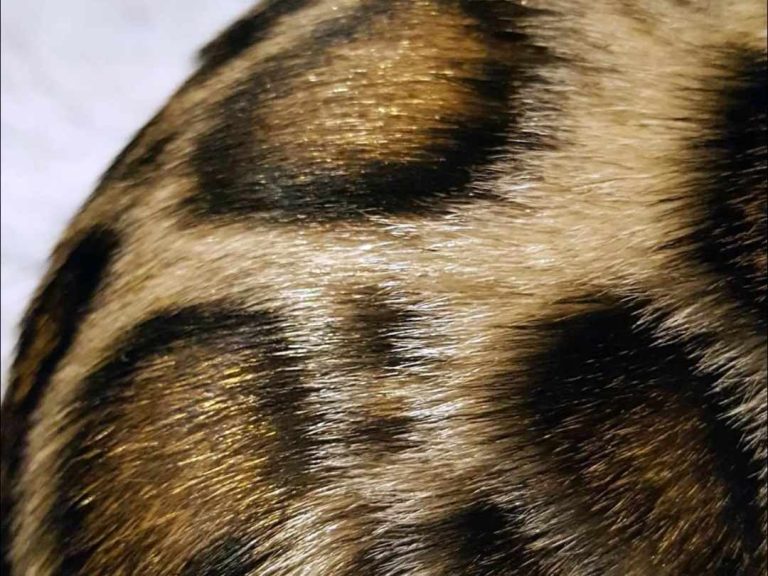 Effet glitter sur la robe du Bengal