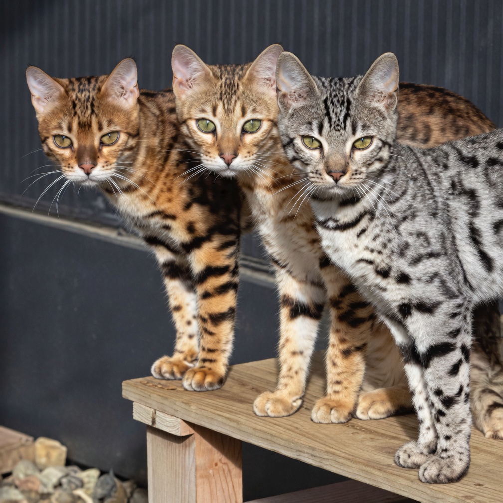 Bengal calme et observé