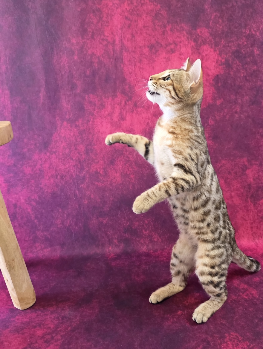 Chaton Bengal en bonne santé