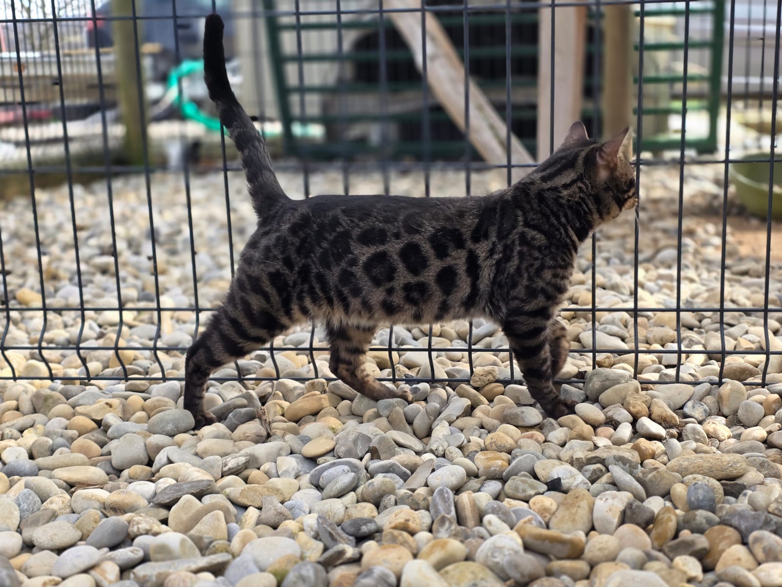 Bengalinstinct Vermax
