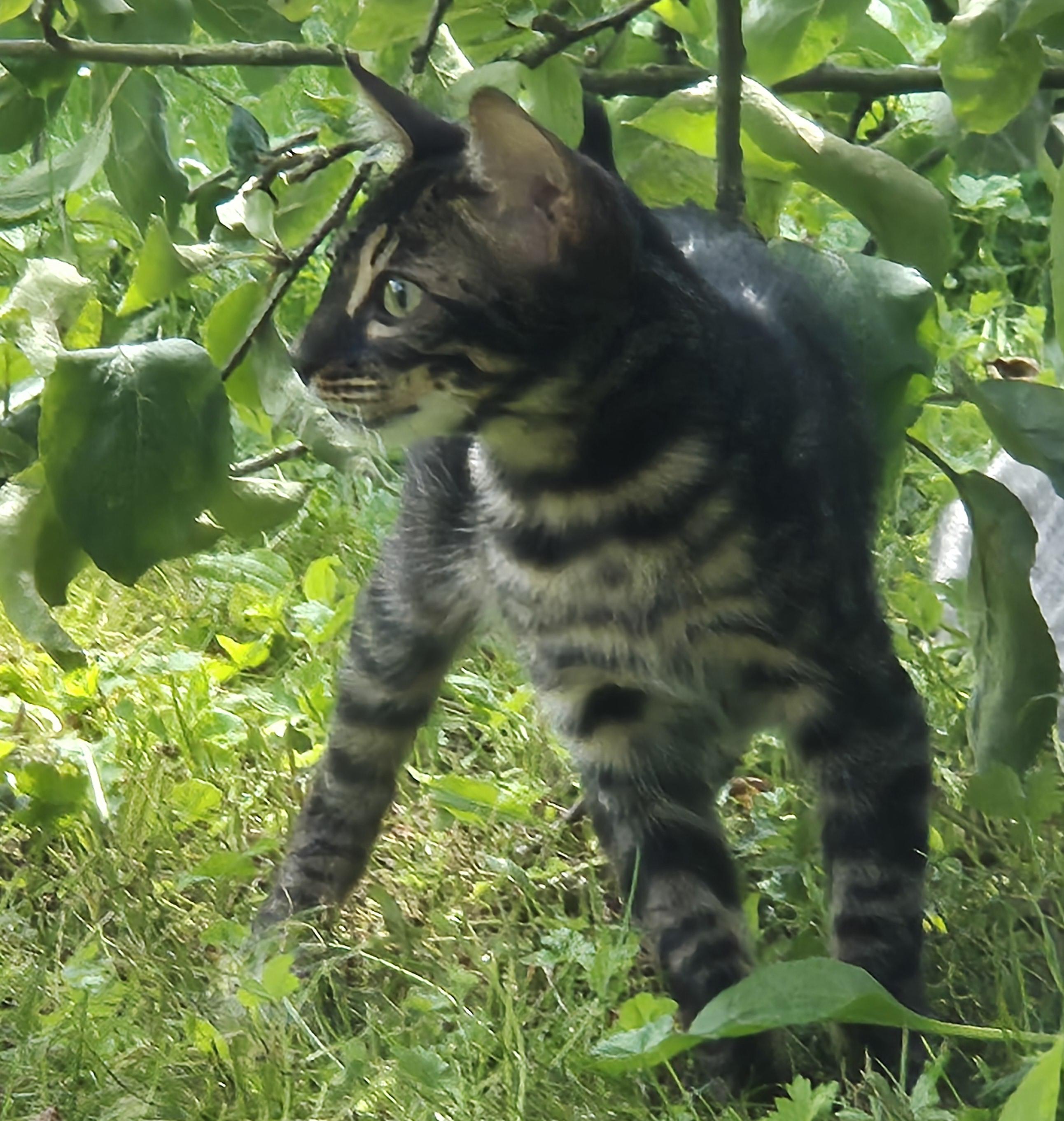 Bengalinstinct Vermax