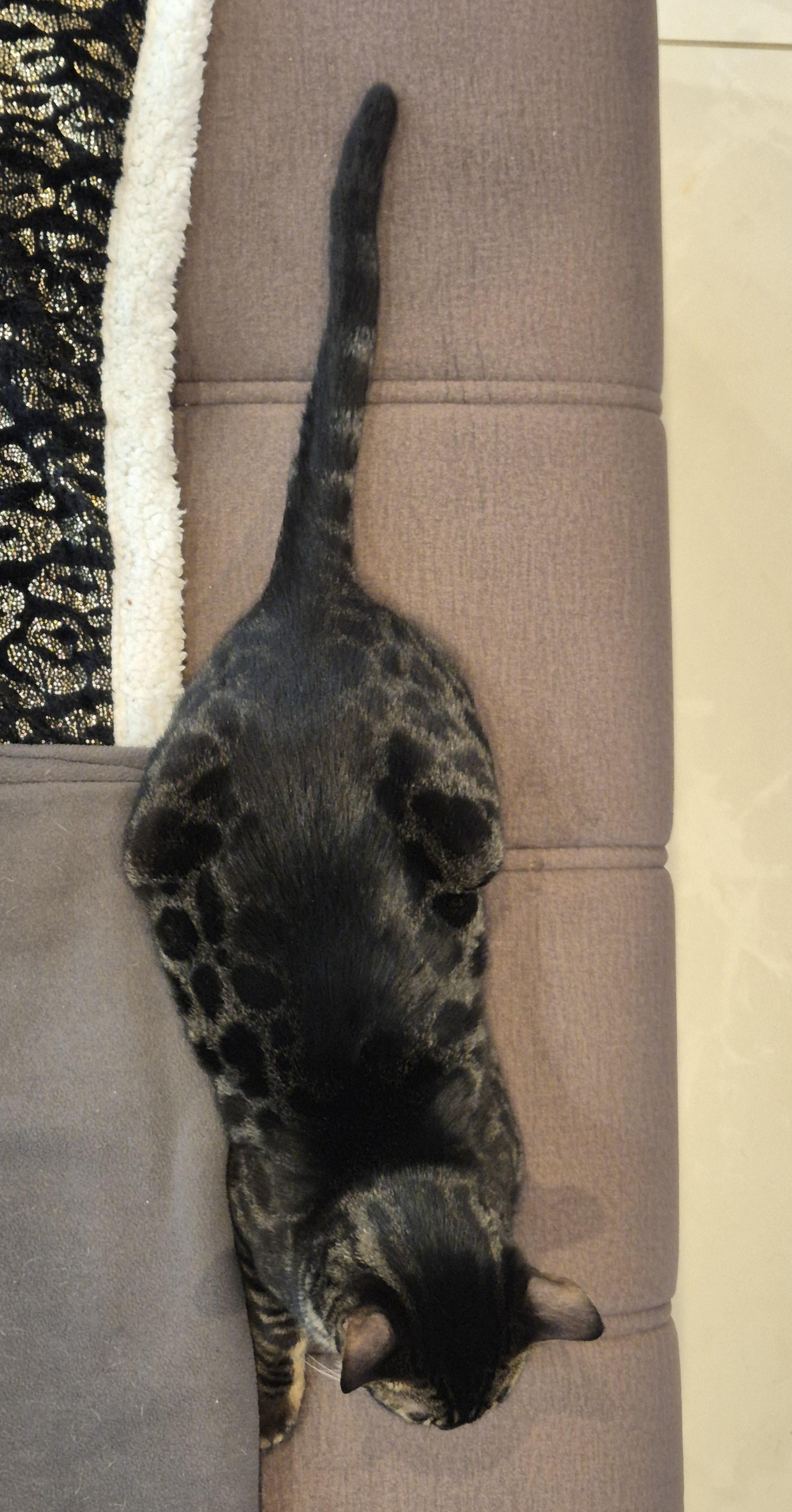 Bengalinstinct Vermax