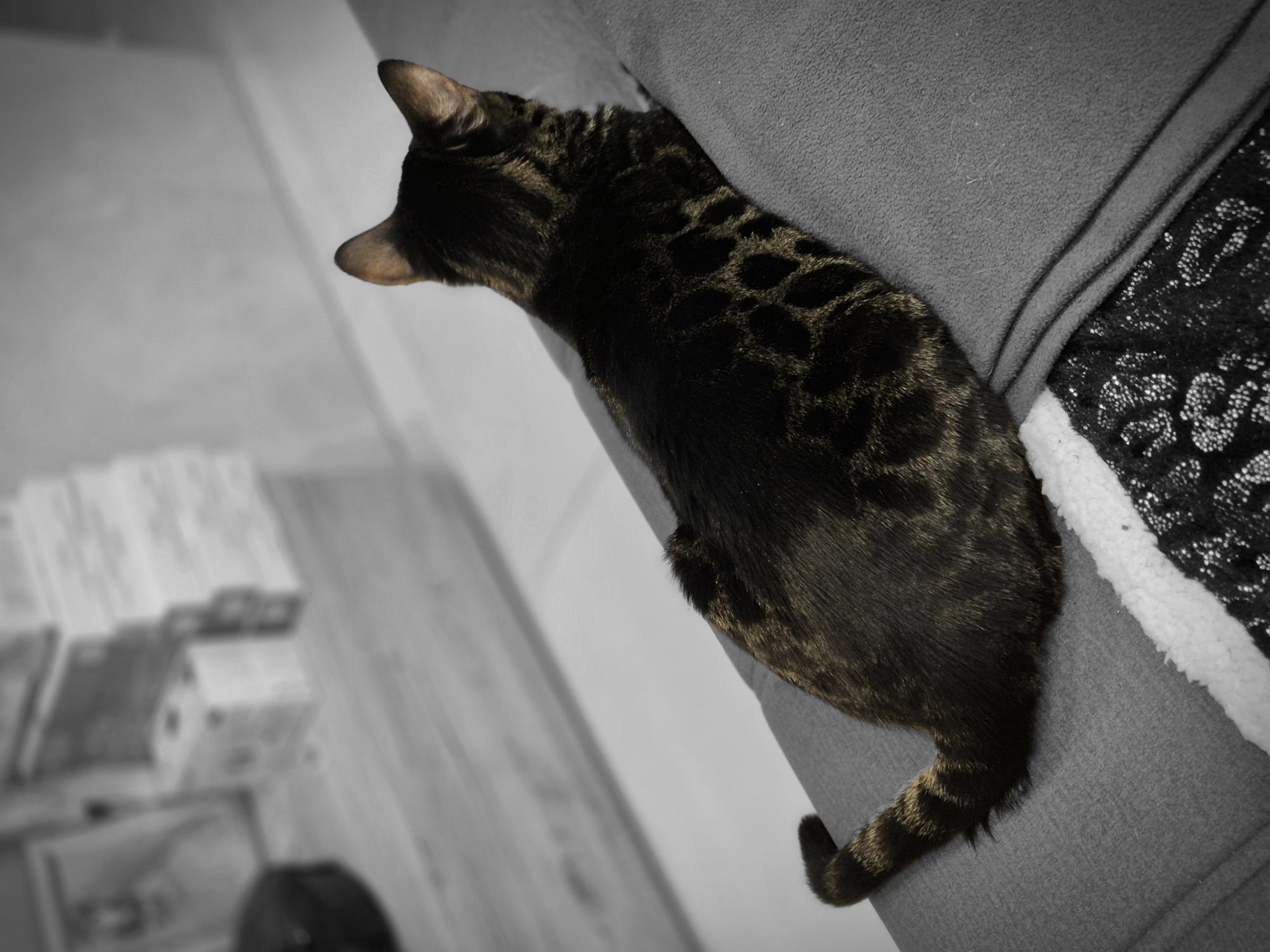 Bengalinstinct Vermax
