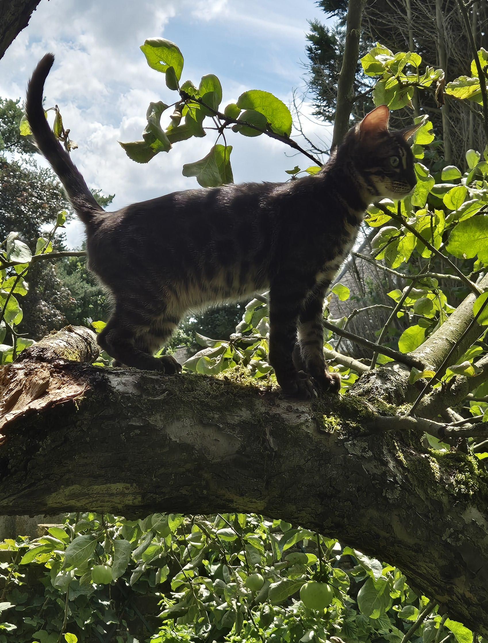 Bengalinstinct Vermax