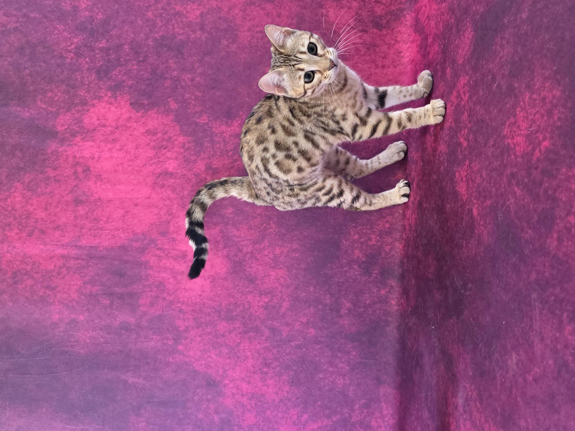 A Queen Wild du Diamant Sauvage