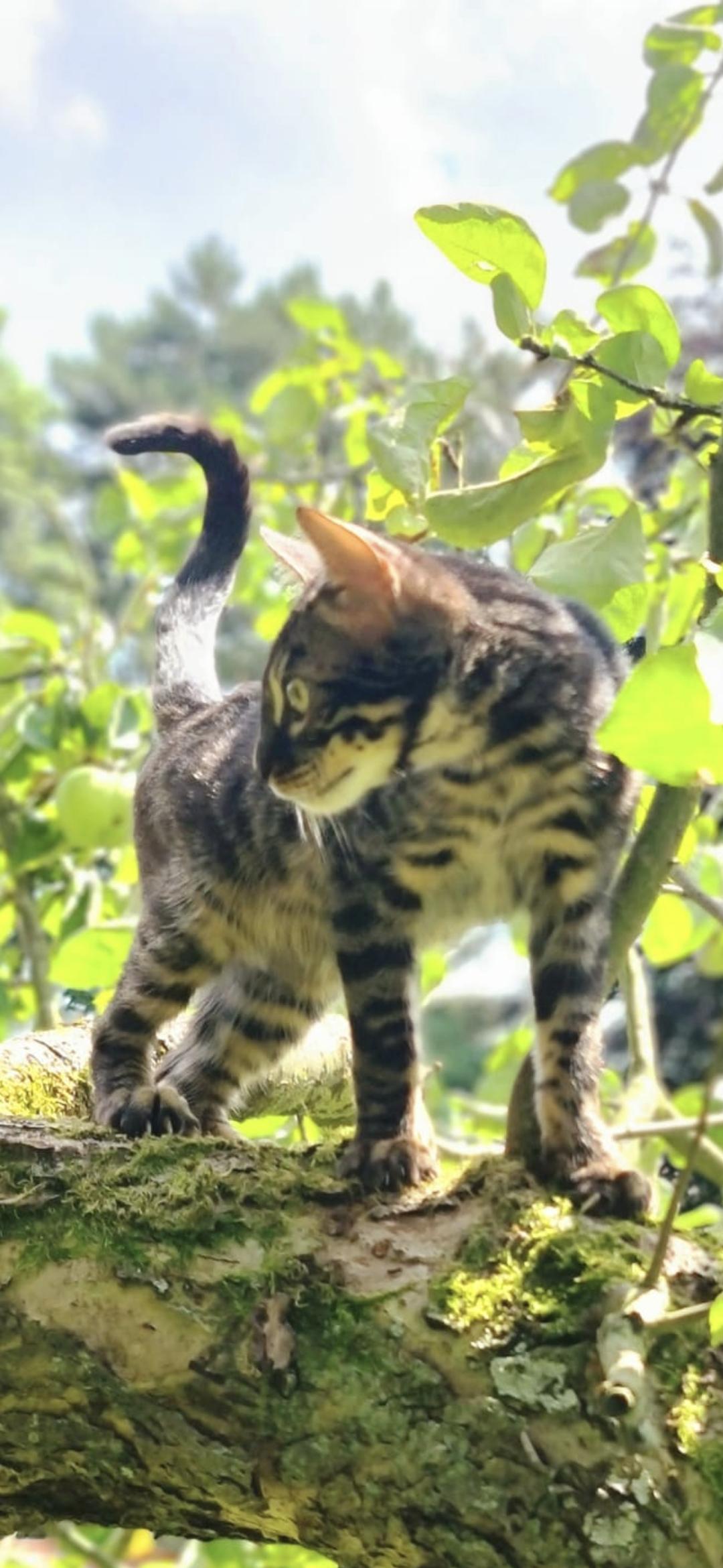 Bengalinstinct Vermax